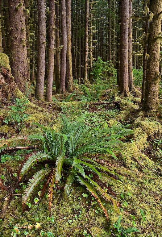 Rain Forest